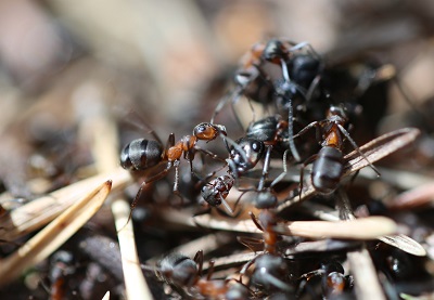 Macro photograph of black and reddish ants clustered on a textured surface.