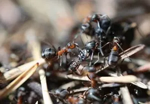 Macro photograph of black and reddish ants clustered on a textured surface.