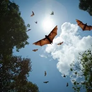 Several bats fly between dark tree canopies against a bright blue sky.