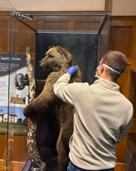 A man wearing a face mask and rubber gloves next to a taxidermy bear in a glass cabinet