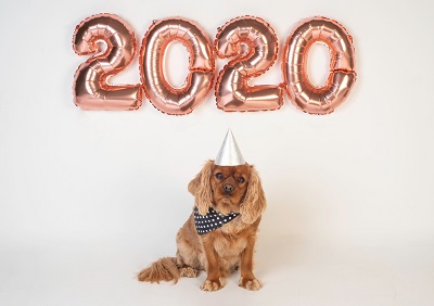 Small dog in a party hat sits beneath rose-gold balloons spelling '2020.'