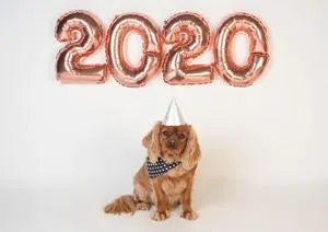 Small dog in a party hat sits beneath rose-gold balloons spelling '2020.'