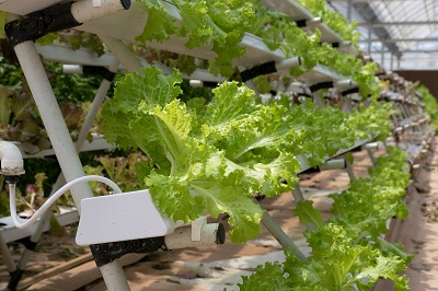 Rows of leafy green lettuce grow in white hydroponic channels inside a greenhouse.